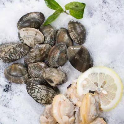 China FROZEN frozen boiled new season whole cooked clam product for sale