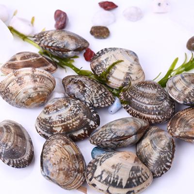 China FROZEN frozen boiled fresh short neck clam with vacuum packing for sale