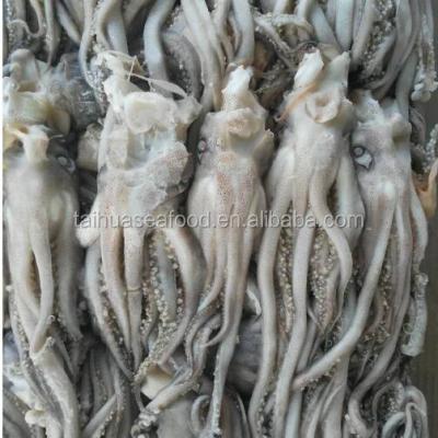 China NATURE frozen squid head for sale