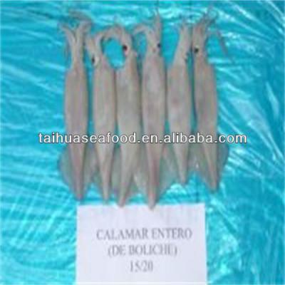 China NATURE's best cleaned fresh live squid for sale for sale