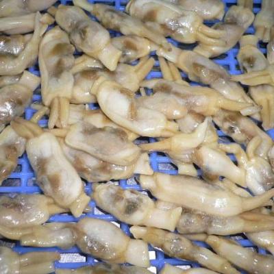 China Frozen Vacuum Packed Razor Clam FROZEN for sale