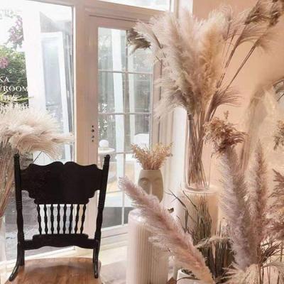 China Real Handmade Nature Flower Decoration Dried Pampas Grass Part Wedding Decorative White Plants Bouquet Preserved Dried Pampas Grass for sale