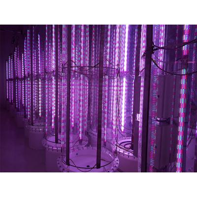 China Seed Starting High Quality Darkening Led Strips For Spirulina Production for sale