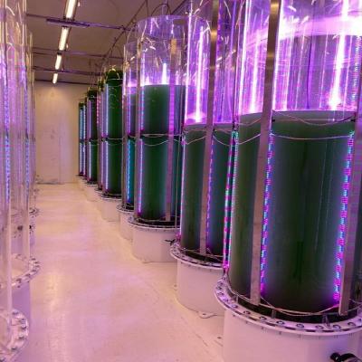 China Seed Starting Darkening Led Grow Lights For Spirulina Algae PBR Photobioreactor for sale