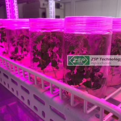 China Seed Starting High Yield Indoor Plants Plant Tissue Culture For Orchid Tissue Culture Plant for sale