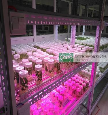 China Seed Starting Tissue Culture Plant Strawberry Seedlings Fruit Grafts , Seedling Orchid Seedlings for sale