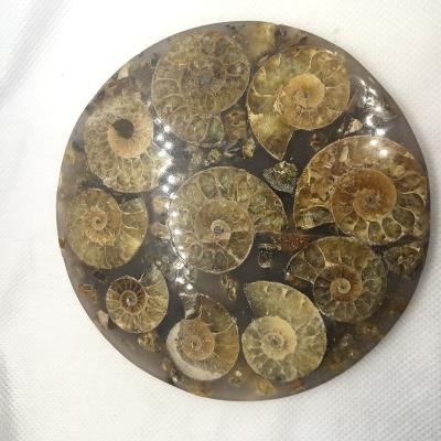 China China Wholesale Natural Fossil Conch Slice Polished Round Slice For Decoration for sale