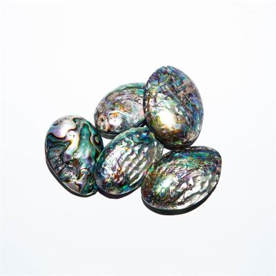 China China Wholesale Bulk Sea Theme Natural Small Abalone Shells For Decoration for sale