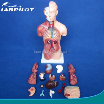 China 42CM Sexless Torso Model with Internal Organs 18 Parts and Detailed Torso Anatomy Model for sale