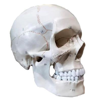 China Educational Models Human Life-Size Skull Anatomical Model for Medical Science Teaching for sale