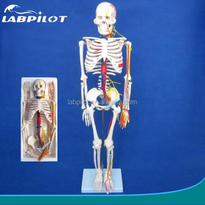 China Medical Science Advanced PVC Human Skeleton Model with Nerves and Blood Vessels HOT 85cm for sale