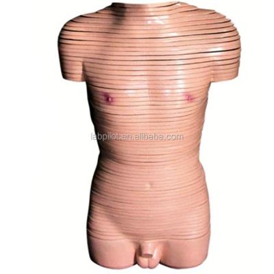 China Anatomical Demonstration Male Torso Transverse Section Model Human Anatomical Models for sale