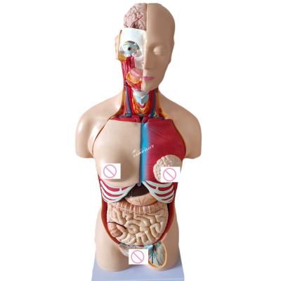 China 85CM Unisex Torso Mannequin Internal Organs Anatomy Model Human Torso Models Category for sale