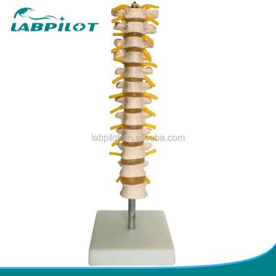 China Educational Spine Model Thoracic Spinal Column with Nerves and Intervertebral Discs for sale