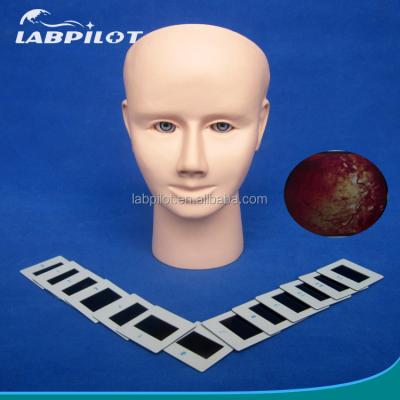 China Manikin for Advanced Human Eye Examination Training Simulator Retinopathy Fundus Model for sale