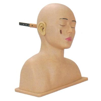 China Otolaryngology Model for Advanced PVC Human Head and Ear Simulator Training for sale