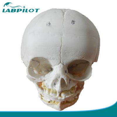 China Educational Models Anatomical Demonstration Infant Skull Model for Medical Education for sale