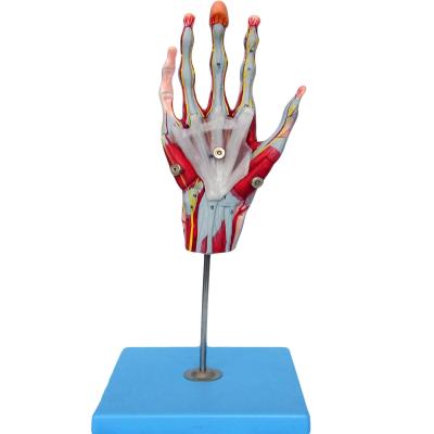 China Muscles of Hand Vessels and Nerves Anatomical Hand Model for Displaying Hand Anatomy for sale