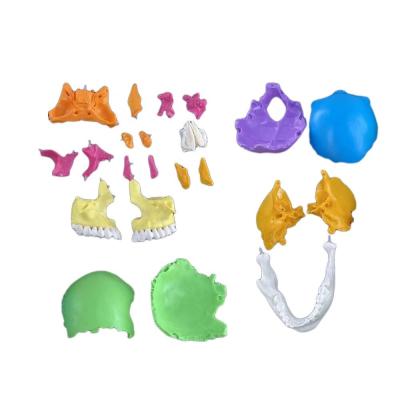 China 22 Parts Plastic Skull Model Ideal for Teaching Human Bone in Medical Science Subject for sale