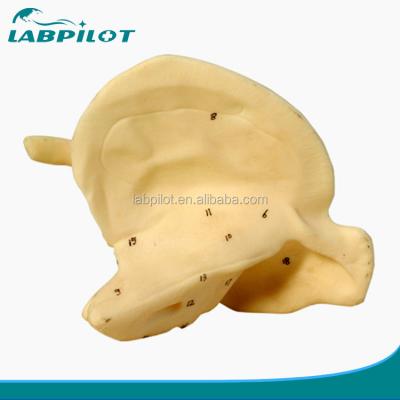 China Enhance Your Skeleton Study with Enlarged Temporal Bone Model Educational Model for sale