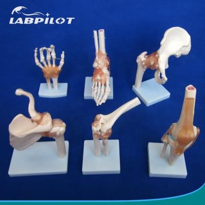 China Detailed Human Joint Bone Models for Educational Shoulder Elbow Hip Knee Hand and Foo for sale