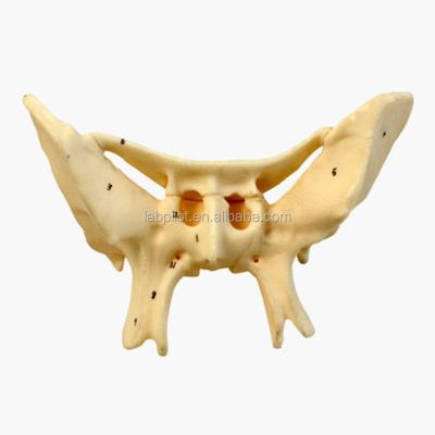 China Amplified Alar Bone Sphenoid Bone Detailed Anatomy Structures Model for Medical Study for sale