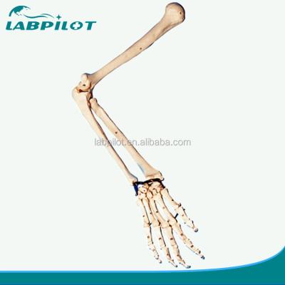 China Anatomical Demonstration Upper Extremity Model for Medical Professionals and Students for sale