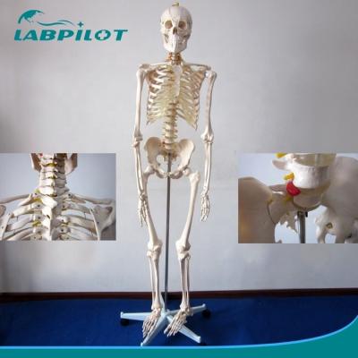 China 180-cm Flexible Joint Skeleton Model for Anatomical Demonstration in Medical Science for sale