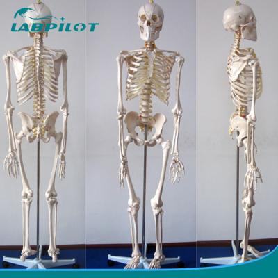 China Flexible Skeleton Structures for Human Life Size Teaching Model in Educational Settin for sale