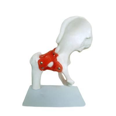 China Detailed Anatomy Structures Medical Teaching Hip Joint Model with Artificial Ligament Human Bone for sale