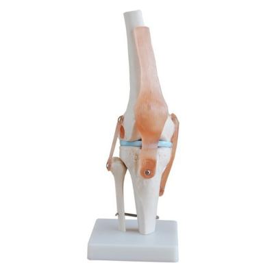 China Professional Knee Joint Model Made of Advanced PVC for Anatomical Education for sale