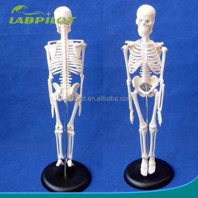 China Customizable Logo Advanced PVC Flexible Skeleton Model with Movable Jaw and Material 45CM for sale