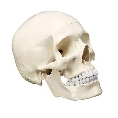 China Vivid Skull Head Adult Skull Model for Medical Education and Anatomical Demonstration for sale