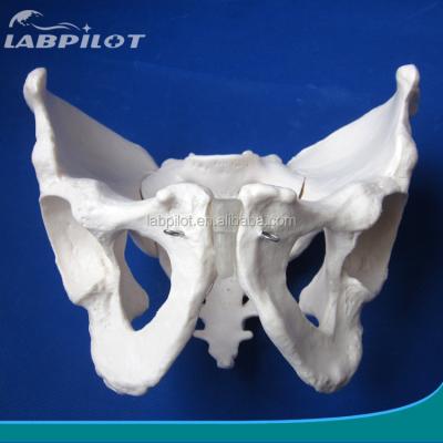 China Long and Narrow Male Pelvis Model for Hospitals Human Life Size Pelvic Bone Model for sale