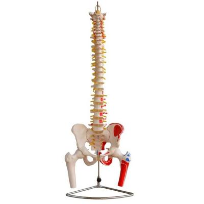 China Mensengrootte Wervelkolommodel met bekken en spieren Geavanceerd PVC-spier- en skeletmodel Te koop