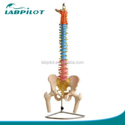 China Colored Spine Model with Pelvic Cervical Lumbar and Thoracic Vertebrae Hospitals' Must-Have for sale