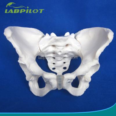 China Advanced PVC Vivid Hip Bone Model for Teaching Female Pelvis Model within Clinics for sale