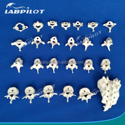 China Vivid Vertebra Models for Medical Science Cervical Thoracic Lumbar Sacrum and Coccyx for sale