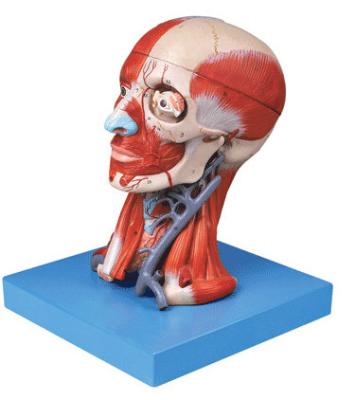 China Anatomische demonstratie Mensenkop met spieren en hersenen Anatomisch rompmodel Te koop