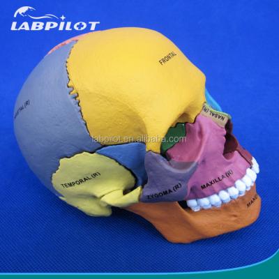 China Advanced PVC Colored Skull Model Assembly for Anatomical Demonstration Demonstration for sale