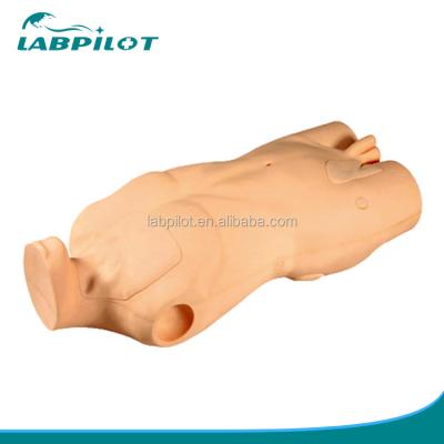 China Advanced PVC Torso Model for Central Venous Injection and Puncture Skill Development for sale