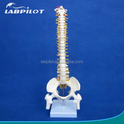 China Small Spine Model with Vertebral Column Pelvis and Femur Heads 45CM Human Skeleton for sale