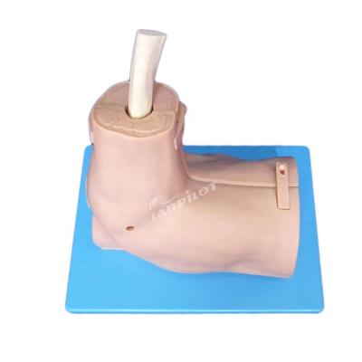 China Vivid Shoulder Joint Anatomy Training Model with Detachable Shoulder Arthroscopy Simulator for sale