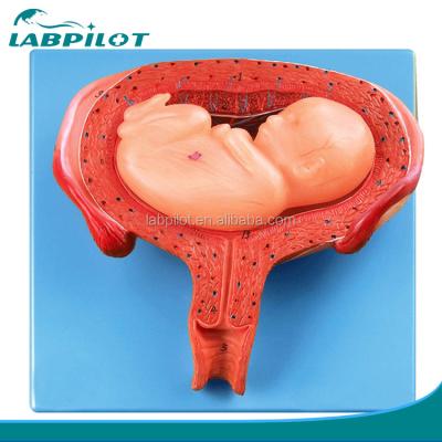 China Advanced PVC Human Sixth Month Embryo Model for Realistic Fetal Developmental Process for sale