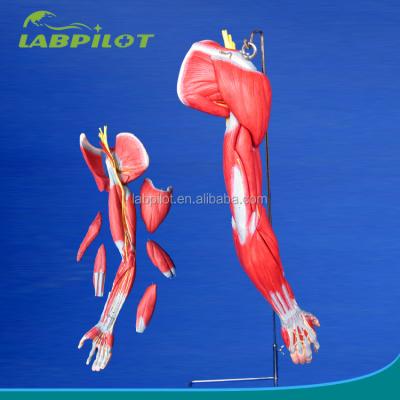 China Teaching Demonstration Model of Detailed Anatomy Structures for Upper Limb Muscles for sale