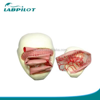 Chine Modèle de formation à l'anastomose intestinale en PVC pour la pratique de l'anastomose intestinale mineure à vendre