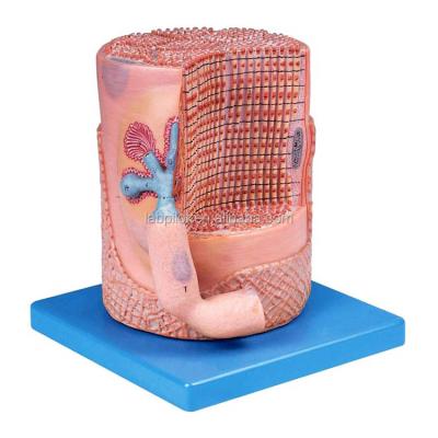 Chine Science médicale avancée en PVC Modèle anatomique Fibres musculaires squelettiques Noyau de cellule musculaire Modèle 3D à vendre