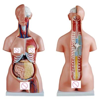 China Female Breast Wall Brain Lung and Heart Organ Model for Human Life Size Teaching for sale