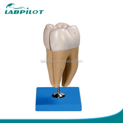 China Detailed Anatomy Structures of Adult Lower Molar Teeth Advanced PVC Dental Care Model for sale