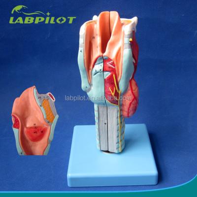 China Advanced PVC Anatomical Demonstration Detachable Larynx Model with 33 Anatomy Marks for sale